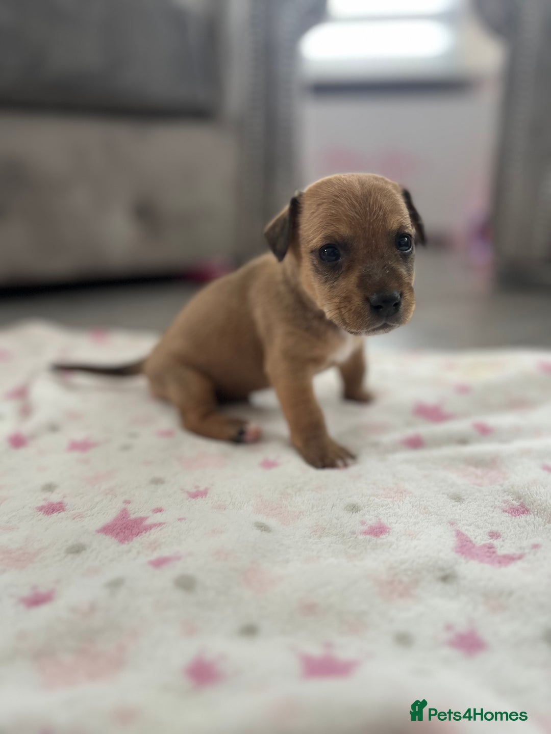 Parson Russell dogs for sale: 5 Gorgeous Parson Russells - Image 13