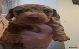 Miniature Dachshund dogs for sale: 2 adorable chunky miniature dachshund  - Image 2