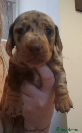 Miniature Dachshund dogs - Advert 8