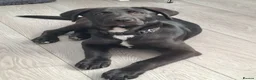 Mixed Breed dogs for sale: Kobe a male Labrador X Rottweiler puppy - Advert 2