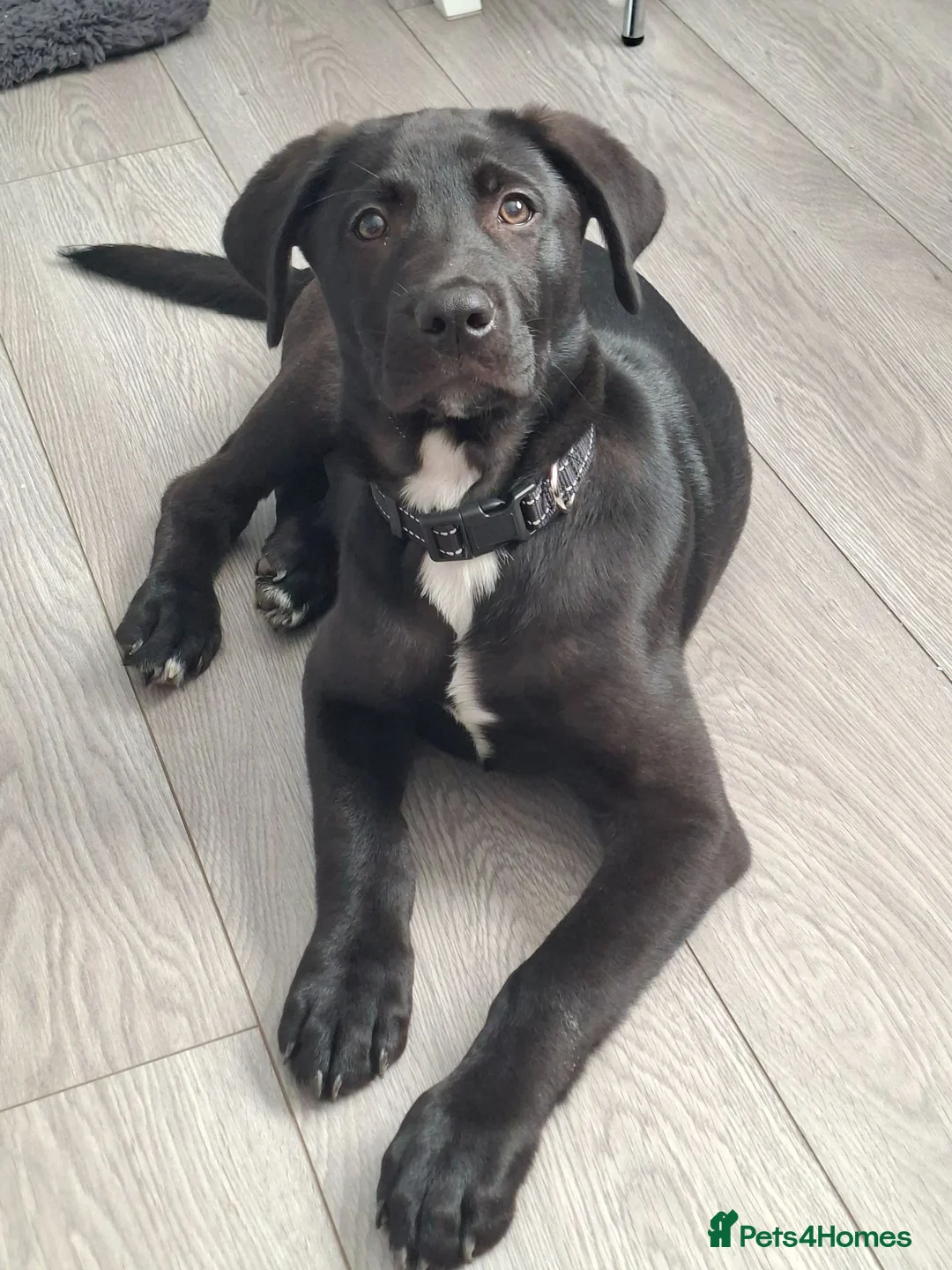 Mixed Breed dogs for sale: Kobe a male Labrador X Rottweiler puppy - Advert 2