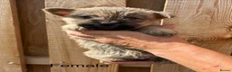 Cairn Terrier dogs for sale: beautiful health tested cairn terriers - Advert 18
