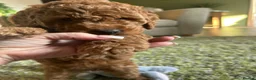 Mini Goldendoodle dogs for sale: 🐾 TRUE MINI F4B GOLDENDOODLES 🐾 - Advert 7