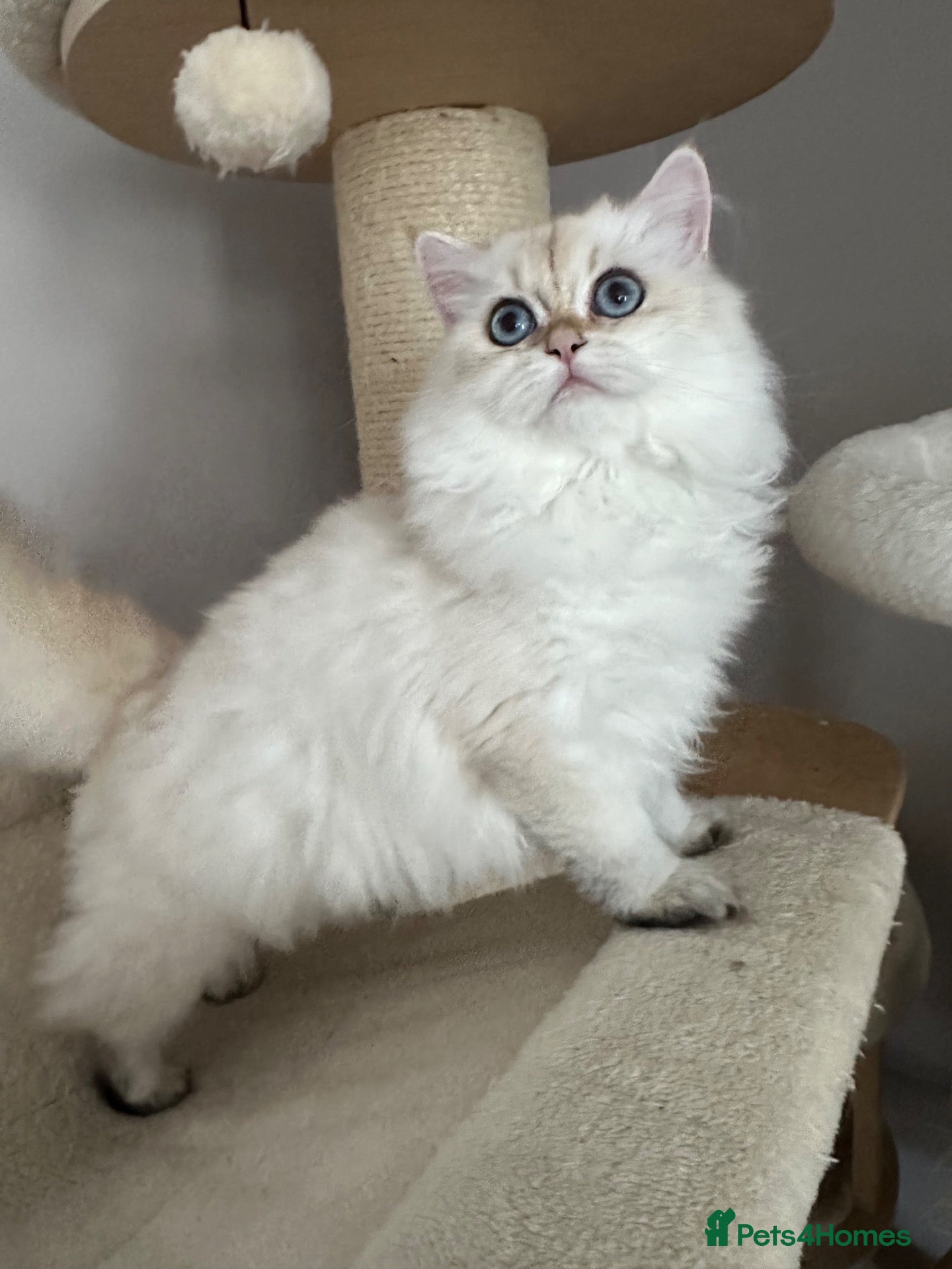 British Shorthair cats BSH Golden shaded kittens, pure breed! Ready now - Advert 2