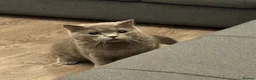 British Shorthair cats for sale: British shorthair for sale  in Birmingham - Advert 5