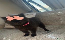 Pomeranian dogs for sale: darla🌸💗 - Image 1
