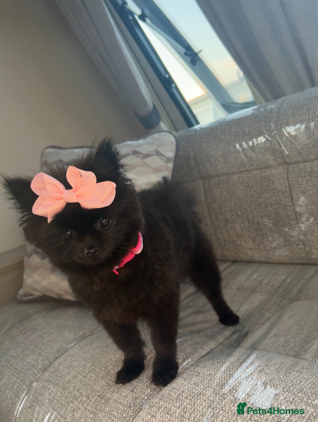 Pomeranian dogs for sale: darla🌸💗 - Image 1