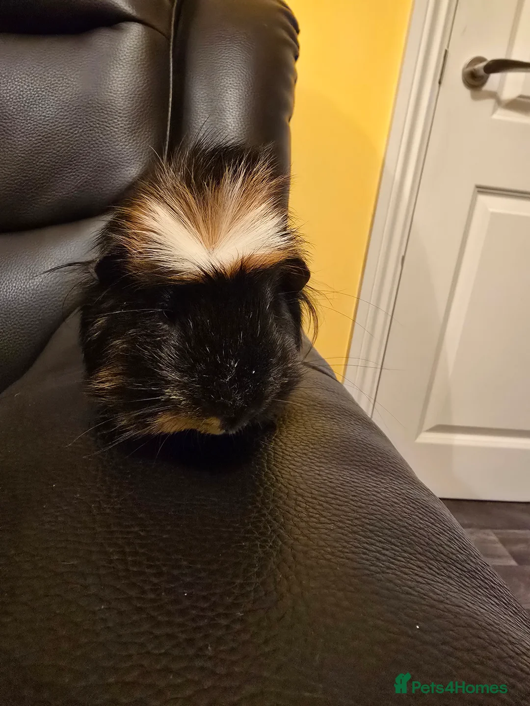 Guinea Pig rodents for sale: Taz, male guinea pig, 7-9months, looking for home. - Advert 3