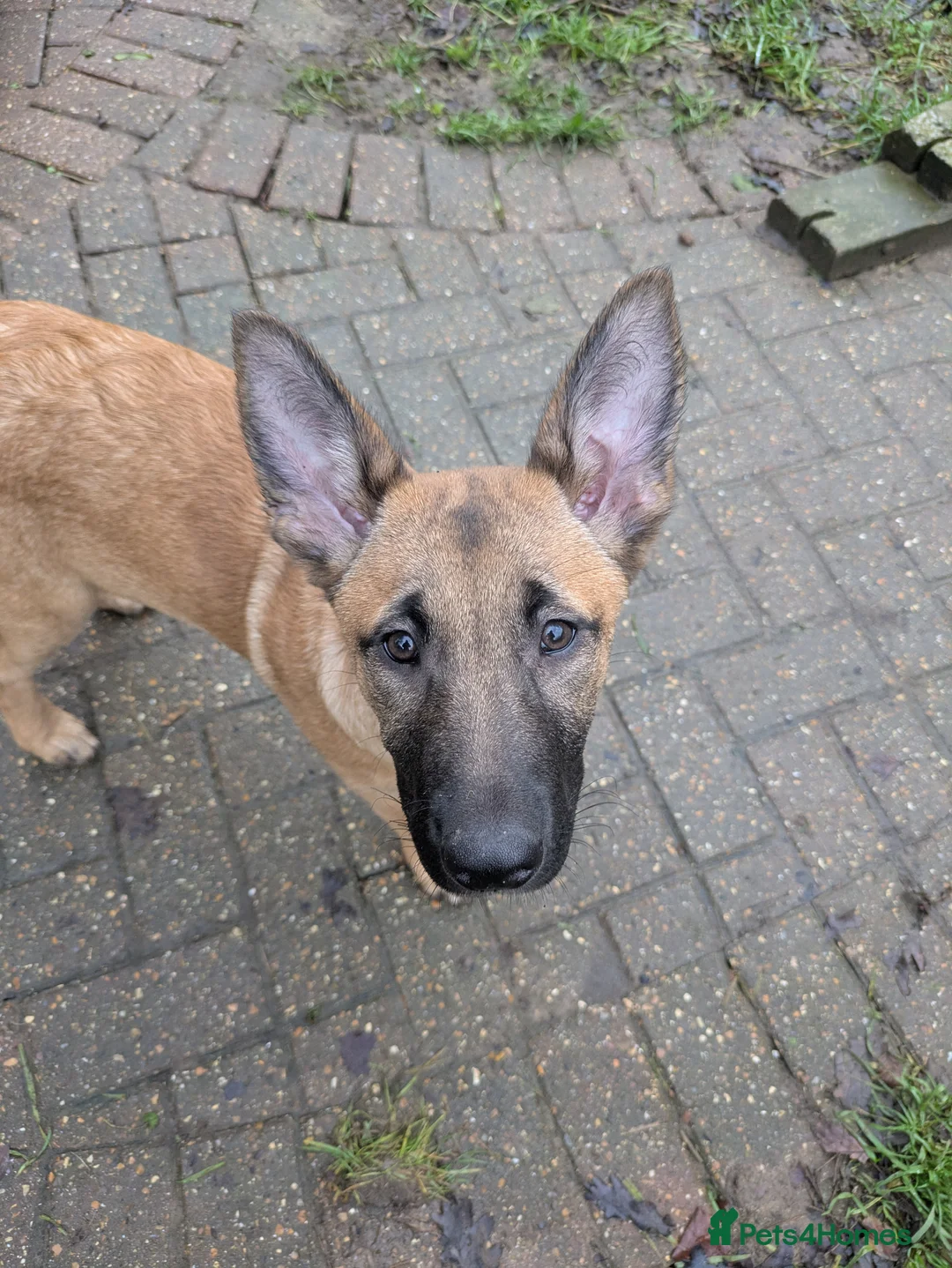 Belgian Shepherd Dog dogs for sale: Belgian Shepherd Puppies  - Advert 3