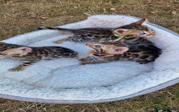Bengal cats for sale: 3 Gorgeous Bengals kittens 😻😻❤️❤️❤️ - Image 8