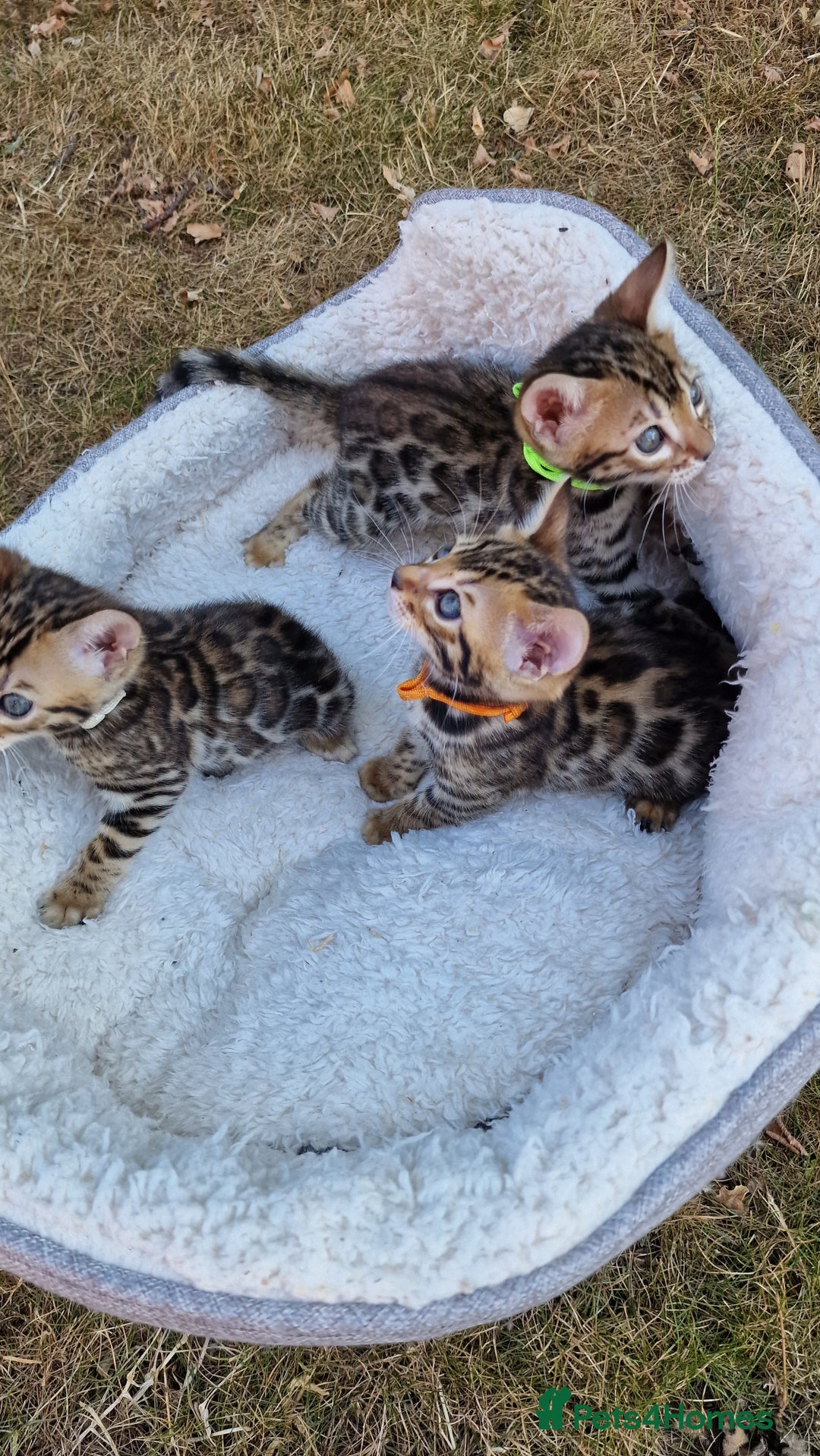 Bengal cats for sale: 3 Gorgeous Bengals kittens 😻😻❤️❤️❤️ - Image 8