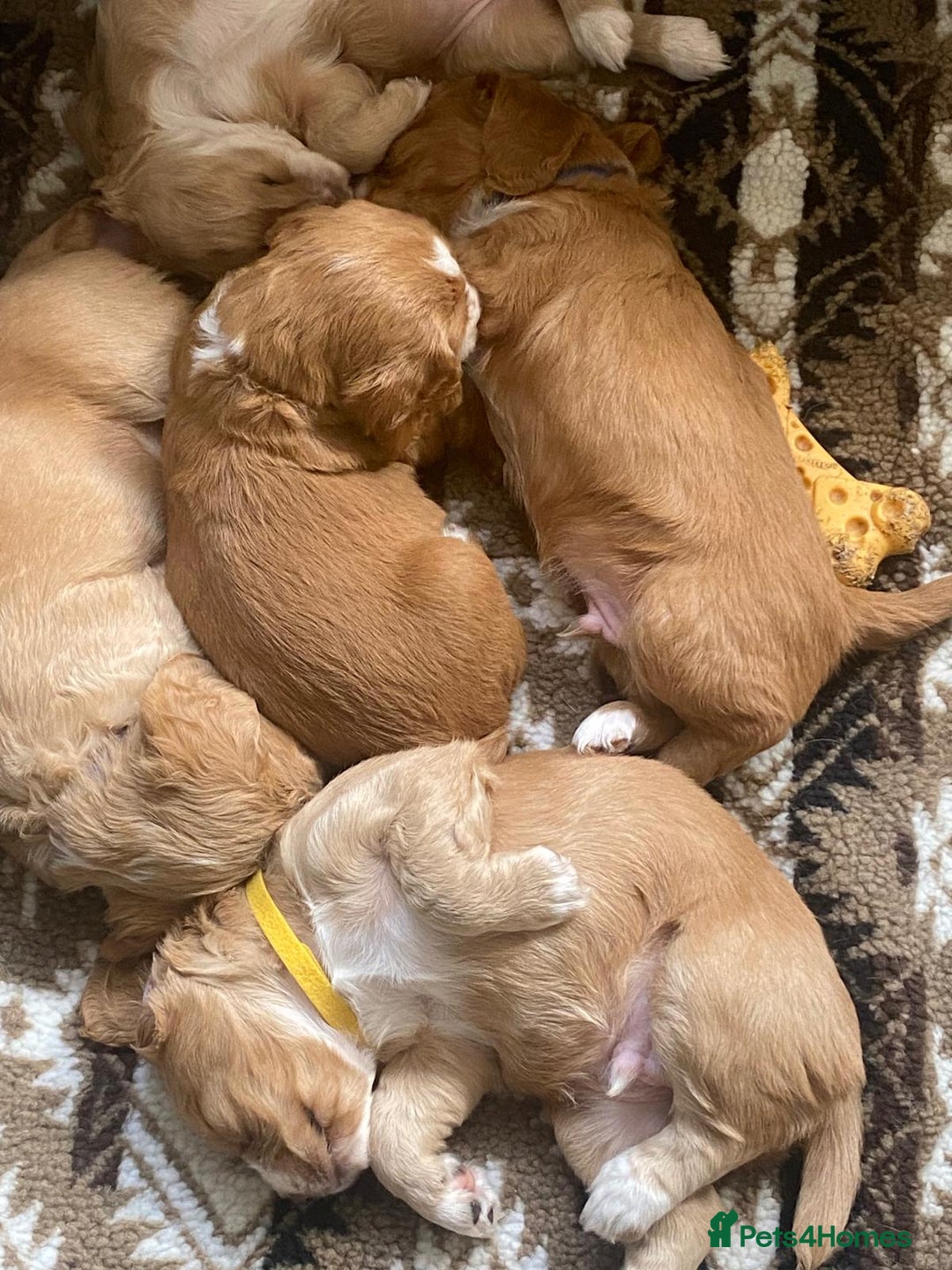 Cocker Spaniel dogs for sale: Golden & Red Working Cocker Spaniel Puppies - Image 26