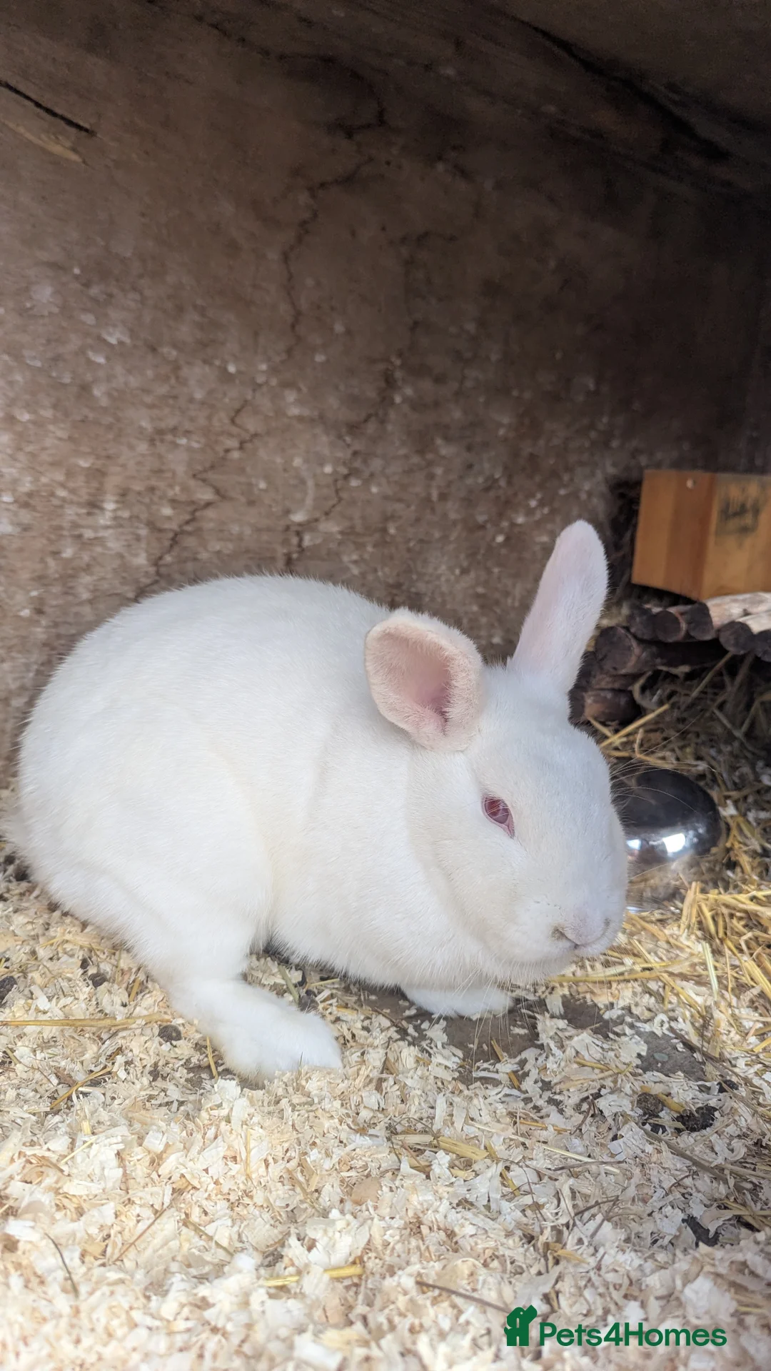 Rex rabbits for sale: 3 Rabbits - 2 x Velvet Rex, 1 x New Zealand White - Advert 4