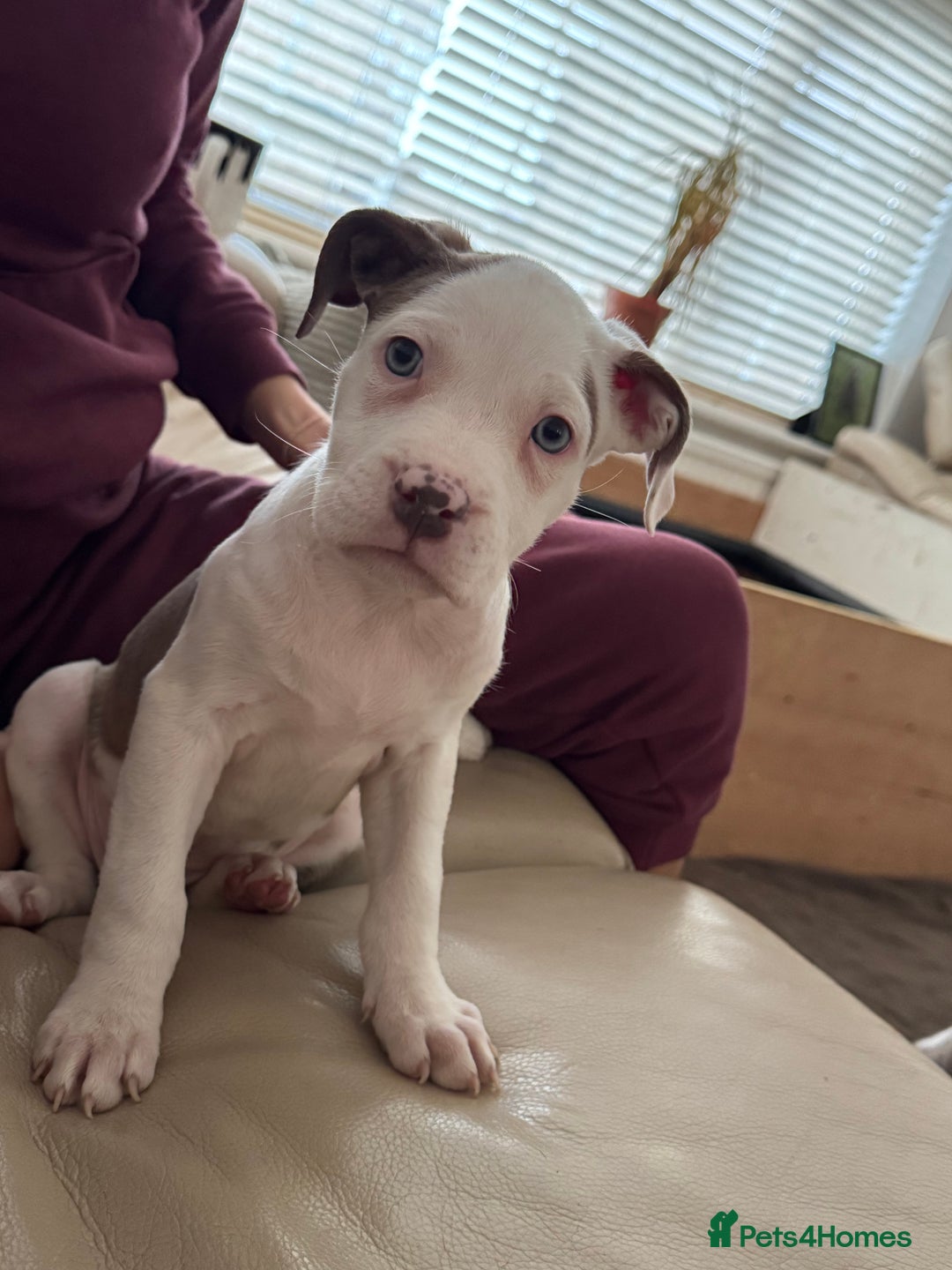American Bull Staffy dogs for sale: Beautiful Home-Reared Puppies! - Advert 3