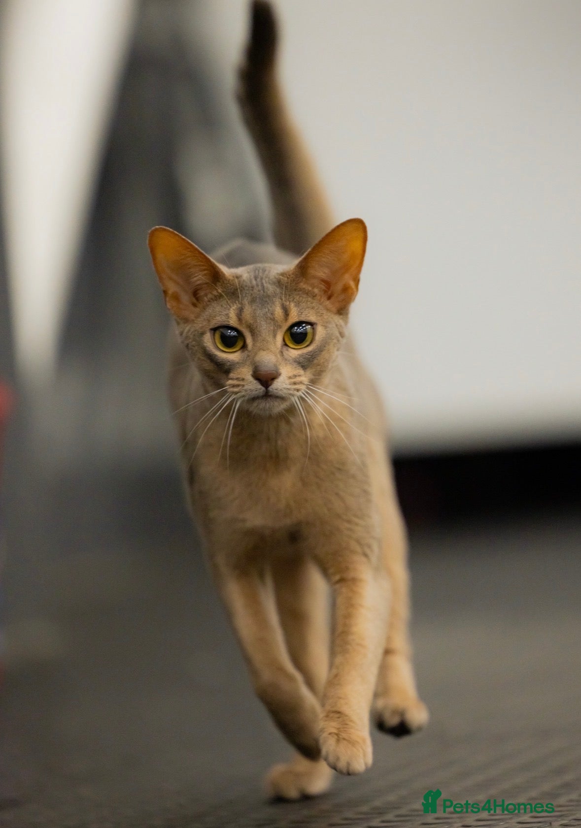 Abyssinian cats Marvellous Margot  - Advert 1