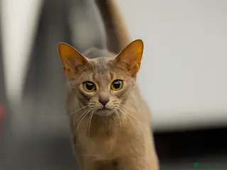 Abyssinian cats Marvellous Margot - Advert 1