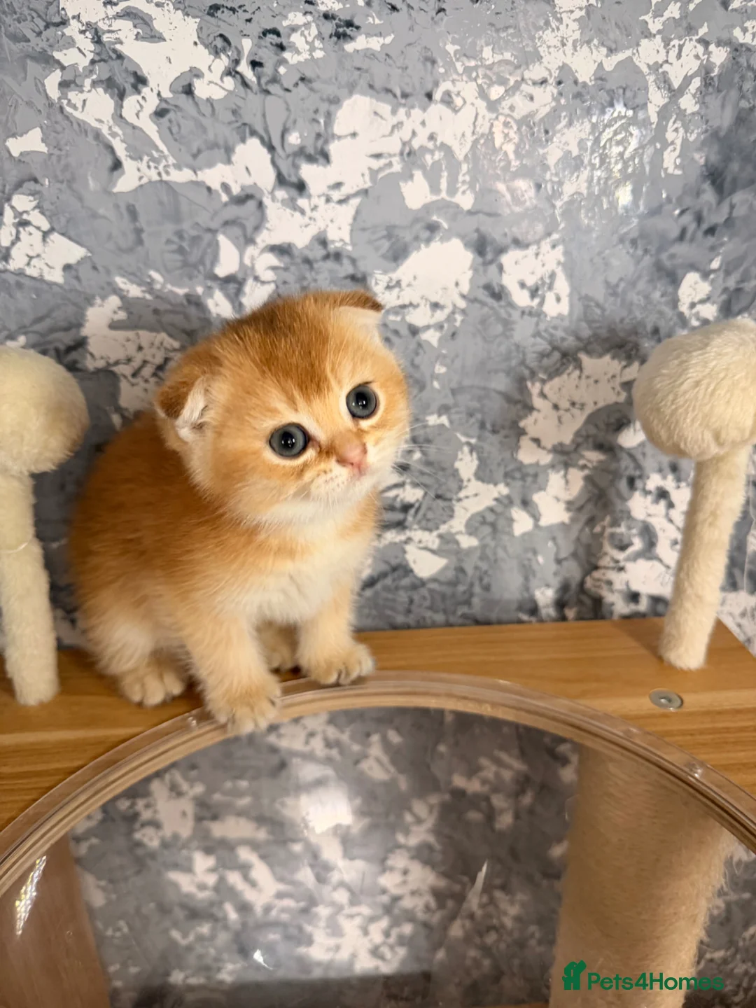Scottish Fold cats for sale: Adorable Scottish Fold kittens ♥️ - Advert 17