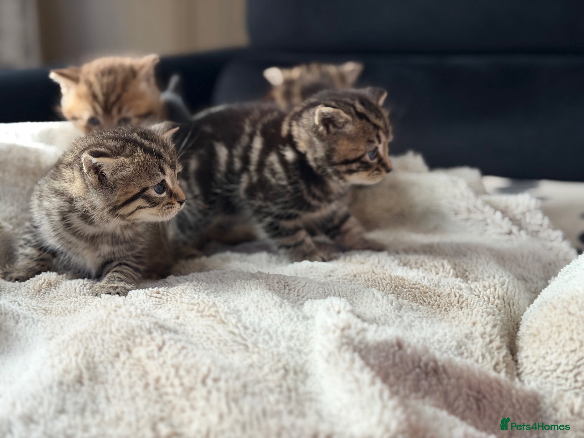 British Shorthair cats for sale: 5 Adorable Kittens – British Shorthair Cross 🐾 - Advert 1