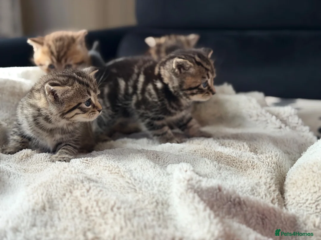 British Shorthair cats for sale: 5 Adorable Kittens – British Shorthair Cross 🐾 - Advert 1