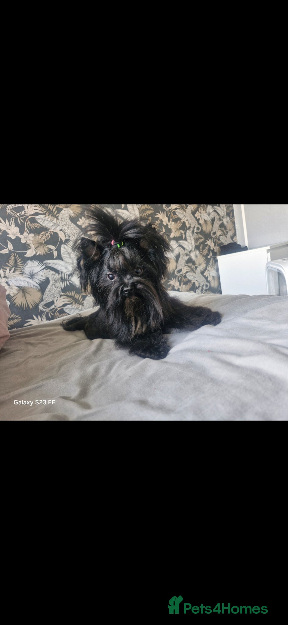 Yorkshire Terrier dogs Yorkshire Terrier (zack) - Advert 2