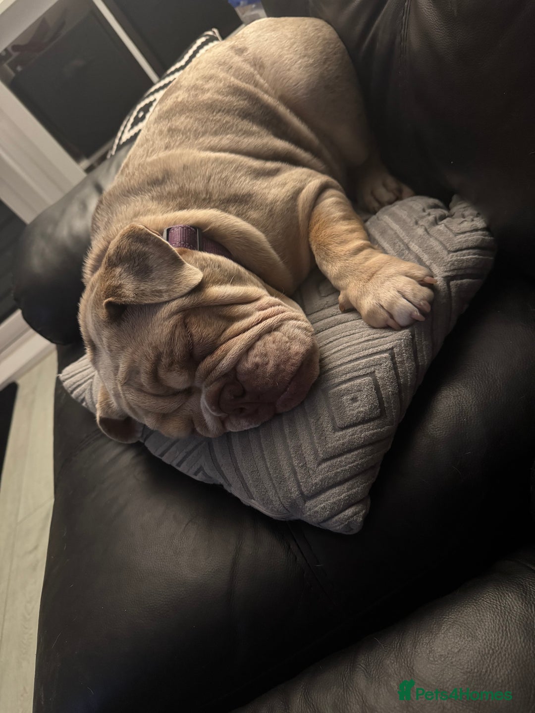 English Bulldog dogs for sale: Beautiful English Bulldog  - Advert 3