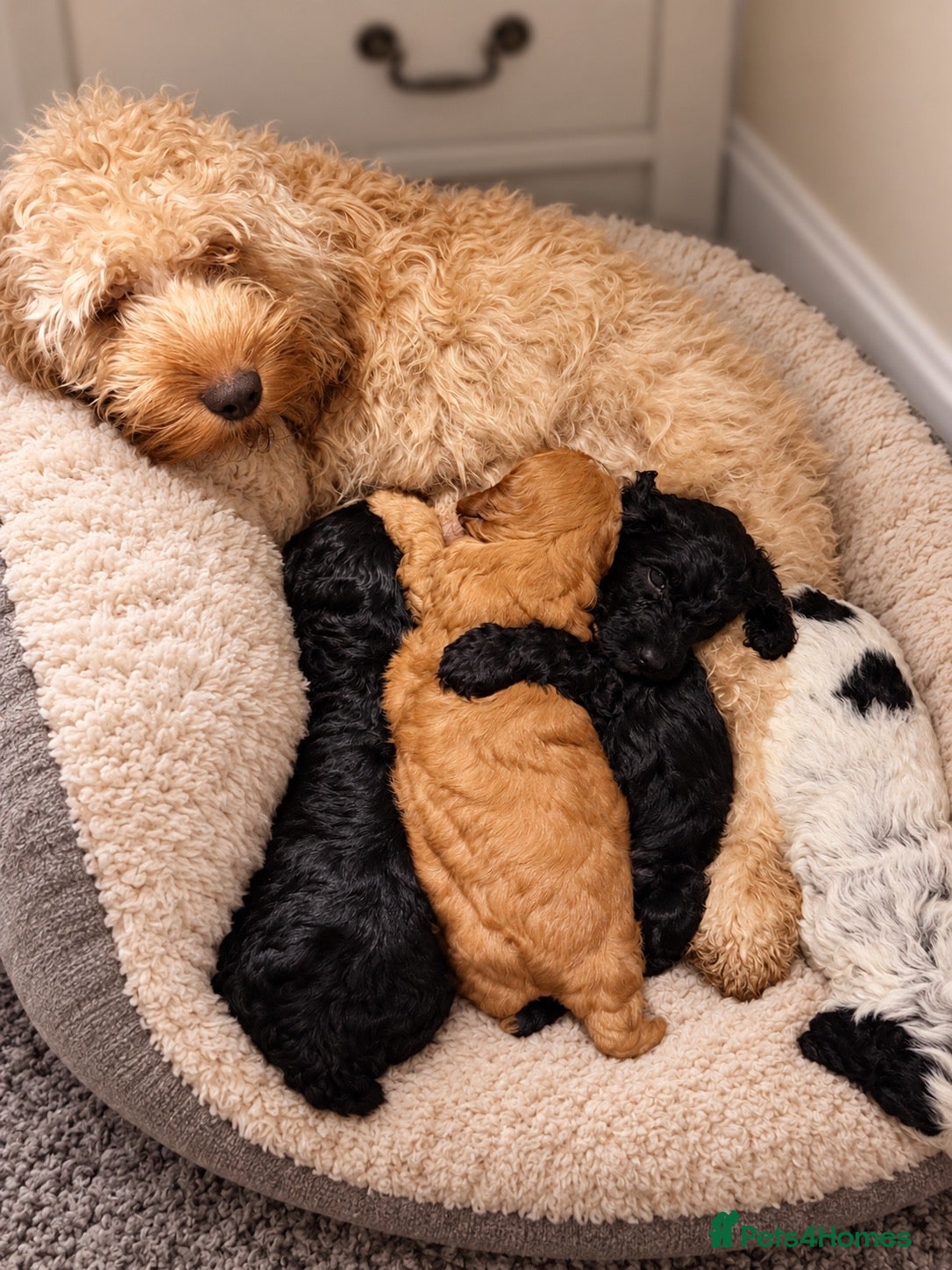 Cockapoo dogs 🐾 **Beautiful Miniature F1b Cockapoo Puppies **🐾 - Advert 1