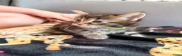Mixed Breed cats for sale: Beautiful 7 kittens looking for forever homes - Advert 33