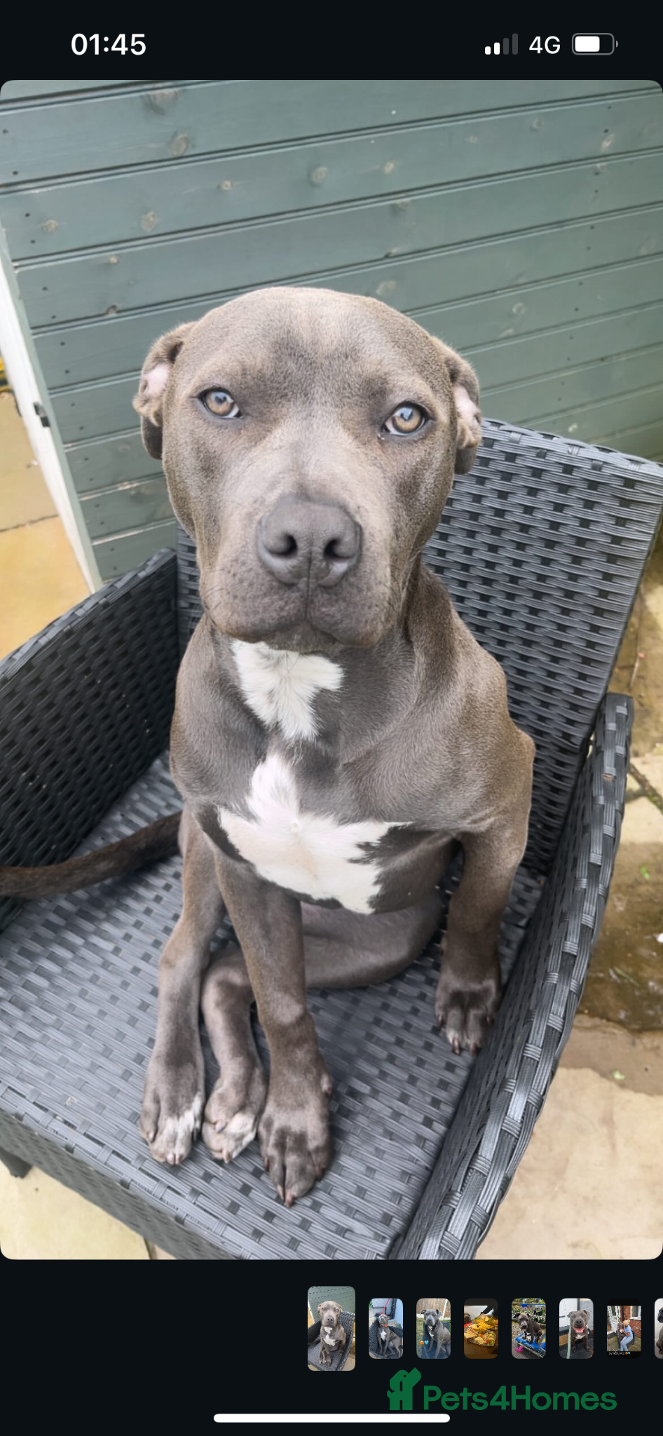 Mixed Breed dogs Rehome Cane corso cross - Advert 1