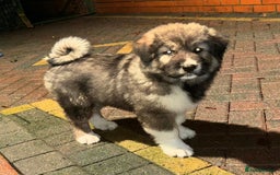 Mixed Breed dogs for sale: F1 Caucasian shepherd X American Akita  - Image 4