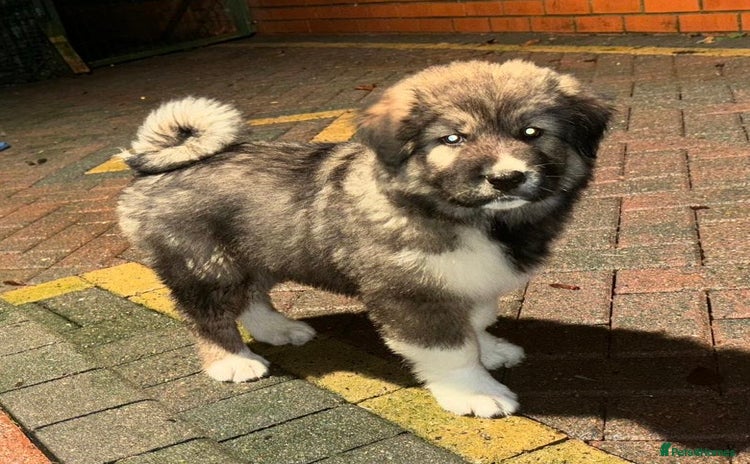 Mixed Breed dogs - Advert 2