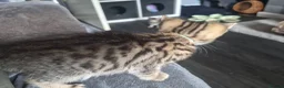 Mixed Breed cats for sale: Bengal × tabby kittens  in Rotherham - Advert 13