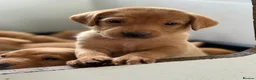 Labrador Retriever dogs for sale: FTCH Sired Fully Health Tested Fox Red Lab Puppies - Advert 16