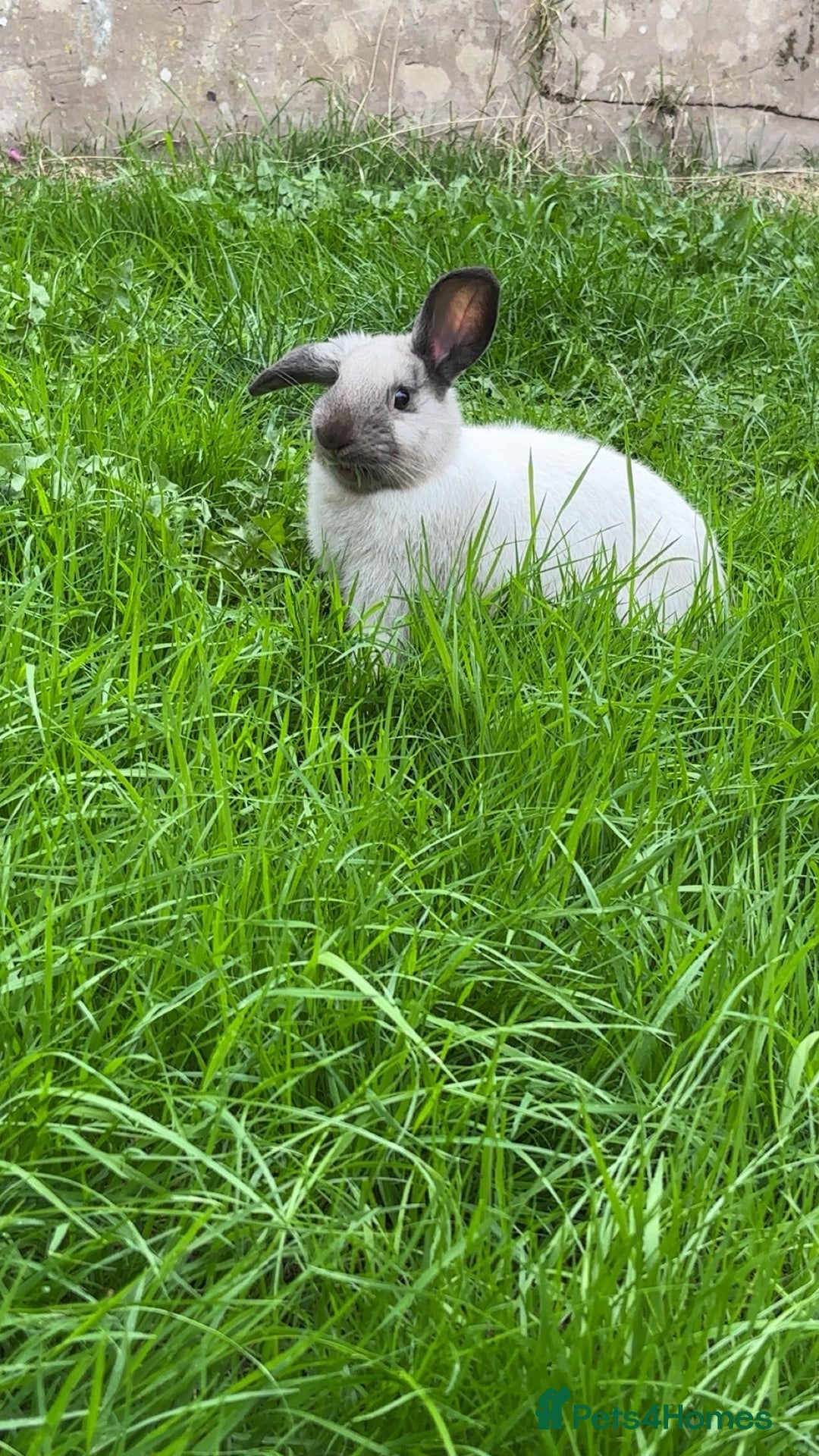 English Lop rabbits for sale: English lop (need gone asap) - Image 2
