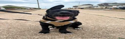 Mixed Breed dogs for sale: Jax male puppy - Advert 5