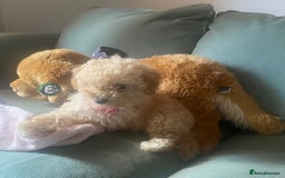 Poodle dogs for sale: Female poodle puppy ready for its forever home  - Image 3