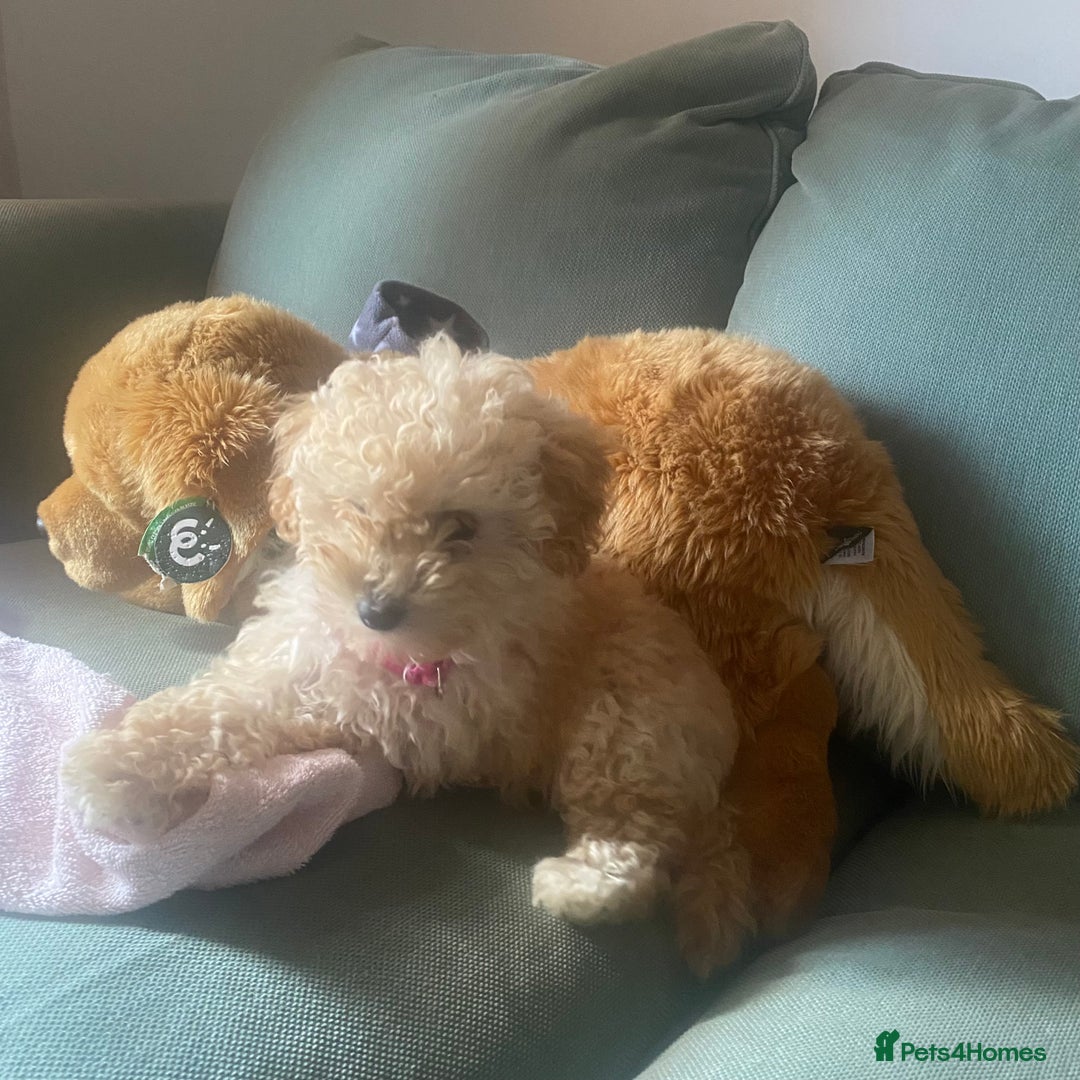 Poodle dogs for sale: Female poodle puppy ready for its forever home  - Image 3