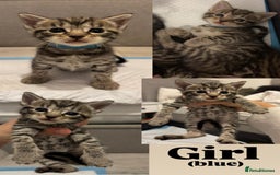 Bengal cats for sale: 6 bengal kittens - Image 6