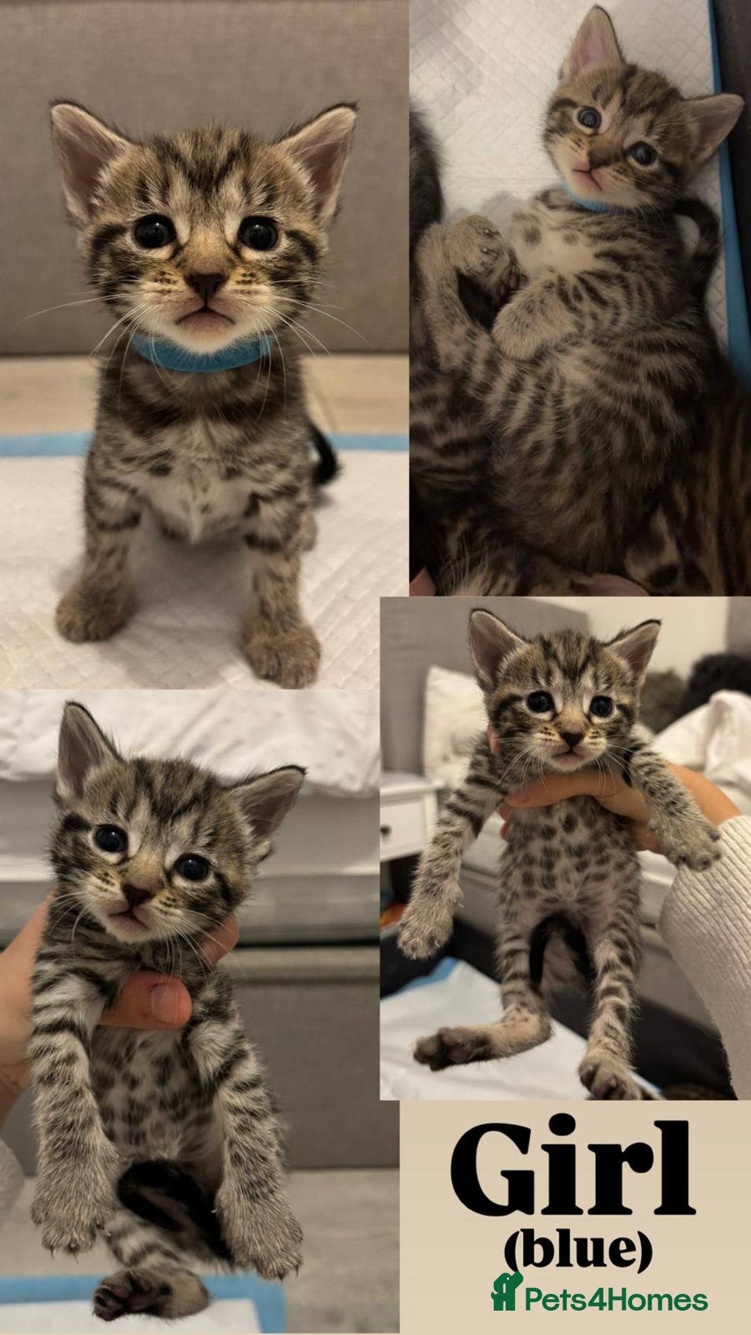 Bengal cats for sale: 6 bengal kittens - Image 6