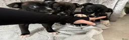 Staffordshire Bull Terrier dogs for sale: Last pups of the litter  - Advert 8