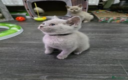 British Shorthair cats for sale: Beautiful British shorthair kittens - Image 22