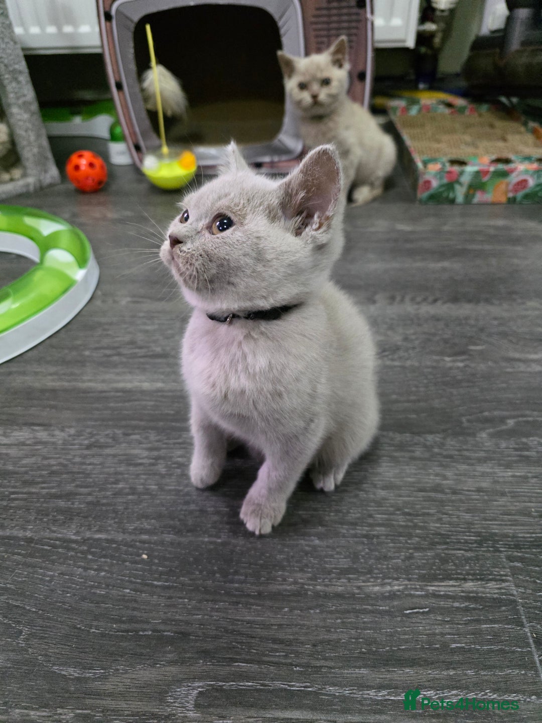 British Shorthair cats for sale: Beautiful British shorthair kittens - Image 22