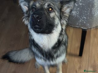 German Shepherd dogs MALE GERMAN SHEPARD LONG HAIRED - Advert 3