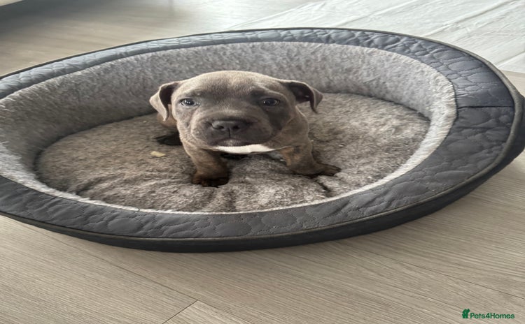 Staffordshire Bull Terrier dogs - Advert 5