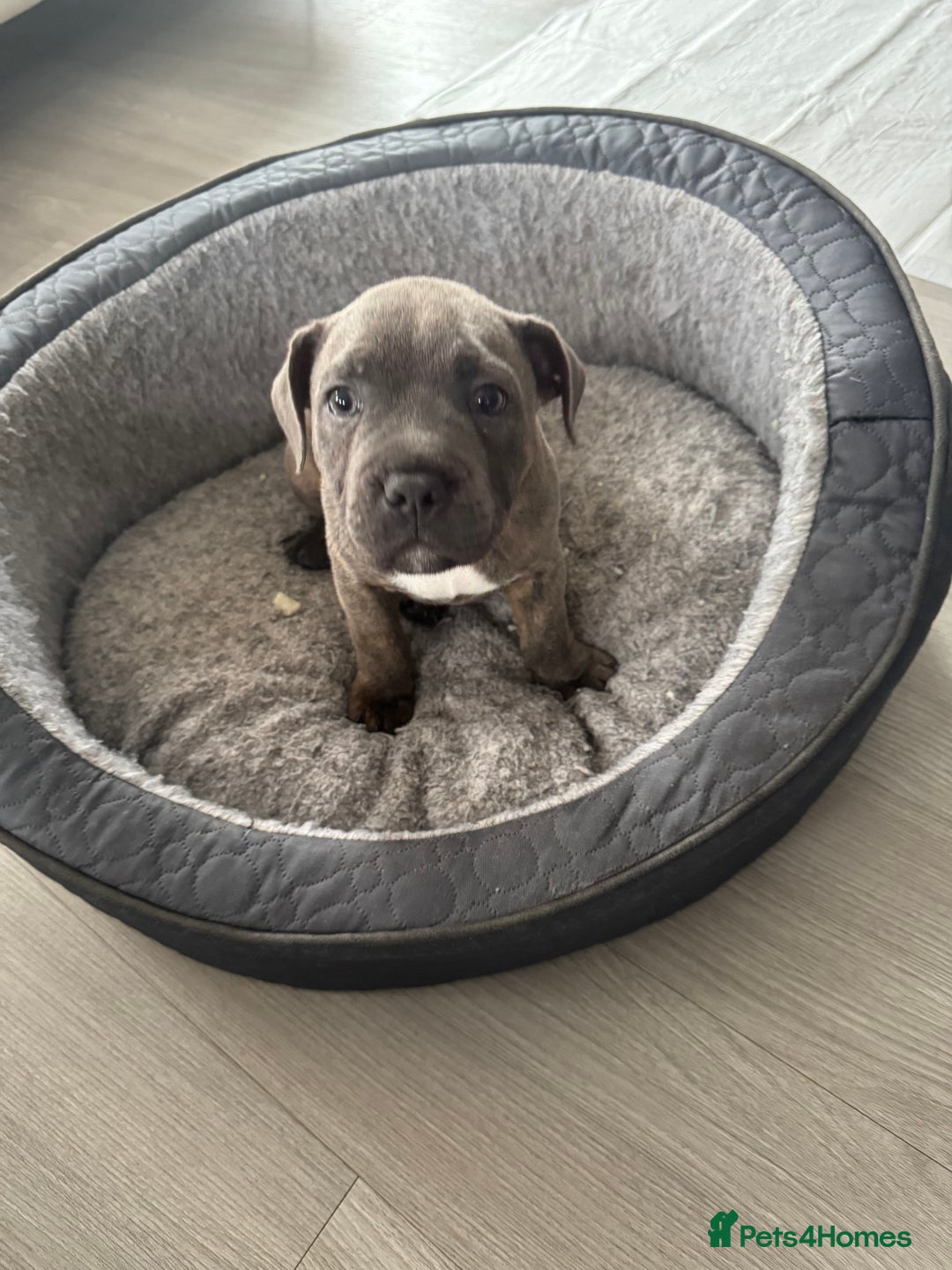 Staffordshire Bull Terrier dogs for sale: KC Reg  boy staff puppy for sale  - Image 1
