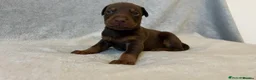 Dobermann dogs for stud: King Zeus -Proven Stud  - Advert 9