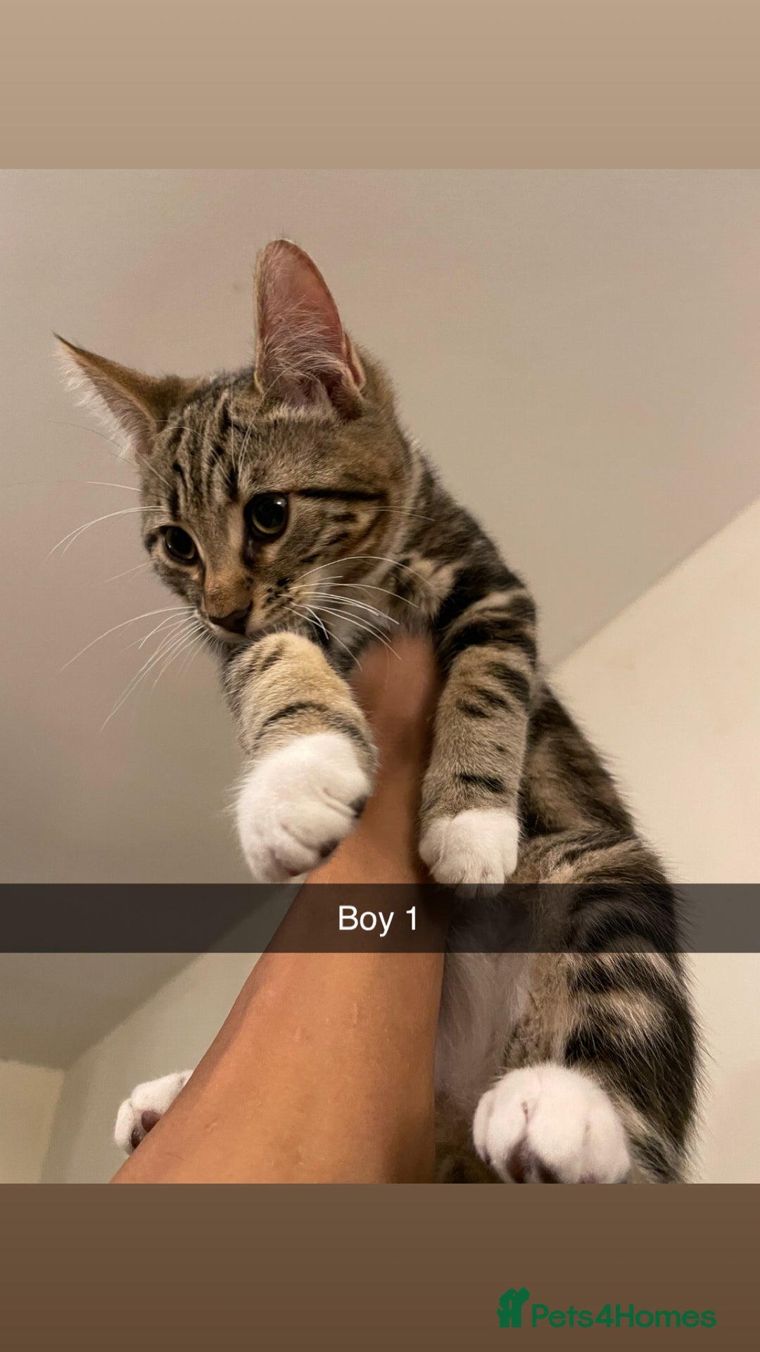 Mixed Breed cats for sale: KITTENS FOR SALE SOUTH LONDON - Advert 3