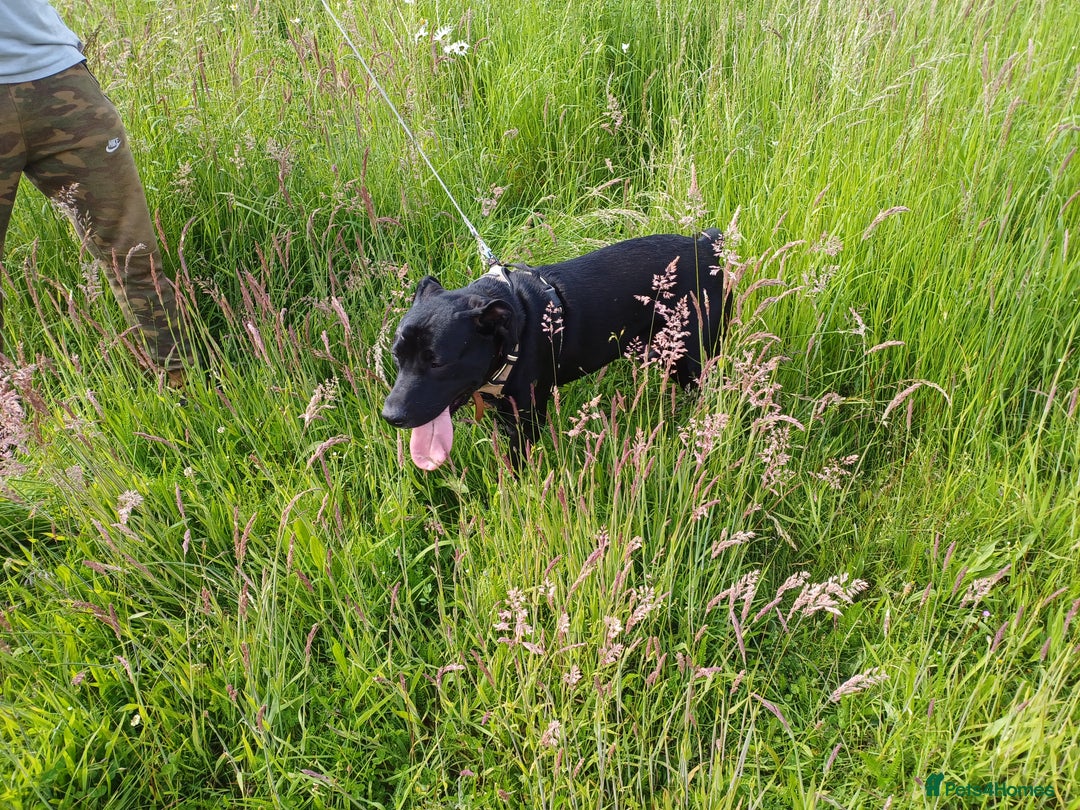 Mixed Breed dogs for adoption: SHEAMUS - a handsome boy for an experienced Owner - Image 16