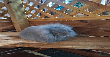 Mixed Breed rabbits - Advert 5
