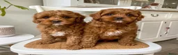 Cavapoo dogs for sale: BEAUTIFUL CAVAPOO PUPPIES NOW AVAILABLE  in Manchester - Advert 3