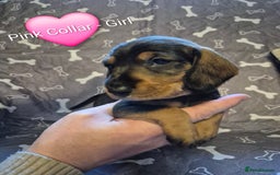Dachshund dogs for sale: Standard Dachshund Puppies - Advert 17